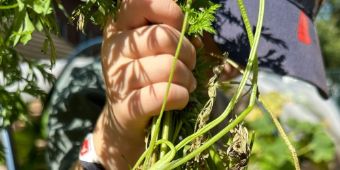 Bild: Kinderhand haelt Moehrenbund