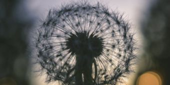 Bild: Pusteblume
