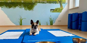 Therapiehund