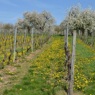 Weinreben im Sommer