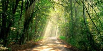 Hier war ein Bild: Waldlichtung