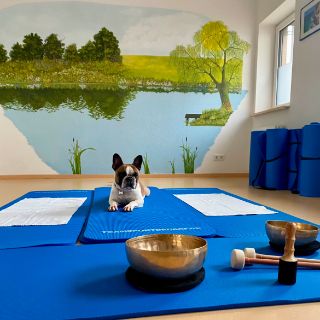 Therapiehund